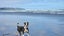 Brooks - Rescue Dog - CDRRNZ Carousel 2