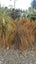 Carex testacea x10 Carousel 1