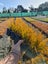 Carex testacea x10 Carousel 2