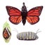 Loading Image 1 of 5