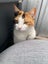 Rescue cats "Flossie" and "Tipsy" Carousel 8