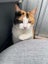 Rescue cats "Flossie" and "Tipsy" Carousel 7