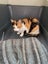 Rescue cats "Flossie" and "Tipsy" Carousel 6