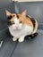 Rescue cats "Flossie" and "Tipsy" Carousel 5