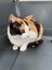 Rescue cats "Flossie" and "Tipsy" Carousel 4