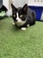 Rescue cats "Flossie" and "Tipsy" Carousel 3