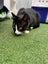 Rescue cats "Flossie" and "Tipsy" Carousel 2