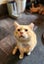 Rescue Cat Darby Carousel 1