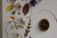 Artwork - Nature's Self Portrait Carousel 6