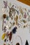 Artwork - Nature's Self Portrait Carousel 9
