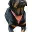 DOG WALKING HARNESS GENUINE REAL LEATHER EMBOSSED Carousel 2