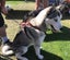 DOG WALKING HARNESS GENUINE REAL LEATHER EMBOSSED Carousel 3