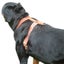 DOG WALKING HARNESS GENUINE REAL LEATHER EMBOSSED Carousel 4