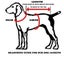 DOG JACKET WATER PROOF BREATHABLE 55cm XTRA MEDIUM- FREE SHIPPING Carousel 15