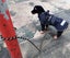 DOG LEAD DOUBLE ENDED MULTIPURPOSE IN BRAIDED PP, 1 LEAD 4 USES, VERSATILE LEAD Carousel 4