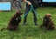 DOG LEAD DOUBLE ENDED MULTIPURPOSE IN BRAIDED PP, 1 LEAD 4 USES, VERSATILE LEAD Carousel 5