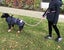 DOG LEAD DOUBLE ENDED MULTIPURPOSE IN BRAIDED PP, 1 LEAD 4 USES, VERSATILE LEAD Carousel 7