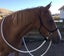 REINS - SOFT FEEL POLYPROPYLENE REINFORCED ROPE REINS Carousel 9