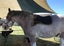 STOCK CLEARING SALE - 2 X DESIGNER SADDLE PADS, FOR $20 EACH, DO NOT MISS OUT Carousel 2