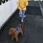 DOG LEAD MULTIPURPOSE PP, SMALL- MEDIUM DOGS, 1 LEAD 4 USES, VERY VERSATILE Carousel 3