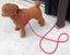 DOG LEAD MULTIPURPOSE PP, SMALL- MEDIUM DOGS, 1 LEAD 4 USES, VERY VERSATILE Carousel 6