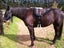 BARE BACK RIDING PAD FULL/HACK SIZE Carousel 9