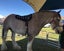 BARE BACK RIDING PAD FULL/HACK SIZE Carousel 10