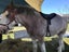 BARE BACK RIDING PAD FULL/HACK SIZE Carousel 11