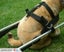 CARTING/DRAFTING DOG HARNESS IN PP WEBBING Carousel 1