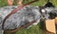 DOG COLLAR WESTERN STYLE, REAL LEATHER XMED & LARGE Carousel 9
