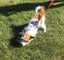 PET LOVERS ROPE CHEW BONE DOG TOY LARGE Carousel 3