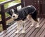 DOG JACKET WATER PROOF BREATHABLE 55cm XTRA MEDIUM- FREE SHIPPING Carousel 3