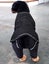 DOG JACKET WATER PROOF BREATHABLE 55cm XTRA MEDIUM- FREE SHIPPING Carousel 7