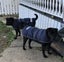DOG JACKET WATER PROOF BREATHABLE 55cm XTRA MEDIUM- FREE SHIPPING Carousel 8