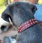 DOG COLLAR REAL LEATHER WITH HALF MOON STUDD XMEDIUM & LARGE - FREE SHIPPING Carousel 1