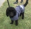 BULK STOCK CLEARANCE BUNDLE SALE - 20 X DOG JACKETS COTSWOOL TARTAN 35cm SMALL Carousel 1