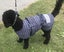 BULK STOCK CLEARANCE BUNDLE SALE - 20 X DOG JACKETS COTSWOOL TARTAN 35cm SMALL Carousel 3