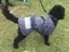 BULK STOCK CLEARANCE BUNDLE SALE - 20 X DOG JACKETS COTSWOOL TARTAN 35cm SMALL Carousel 2