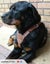 DOG WALKING HARNESS REAL LEATHER FULL ADUSTING L&M Carousel 1