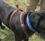 DOG WALKING HARNESS REAL LEATHER FULL ADUSTING L&M Carousel 3