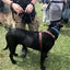 DOG WALKING HARNESS REAL LEATHER FULL ADUSTING L&M Carousel 5