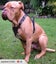 DOG WALKING HARNESS REAL LEATHER FULL ADUSTING L&M Carousel 6