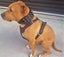 DOG COLLAR 3" WIDE GENUINE REAL LEATHER - FREE SHIPPING Carousel 1