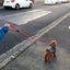SLIP-ON DOG LEAD ROUND BRAIDED POLYPRPYLENE, FOR SMALL TO MEDIUM SIZE DOGS Carousel 2