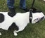 DOG COLLAR WESTERN STYLE REAL LEATHER SMALL & MED - FREE SHIPPING Carousel 9
