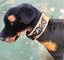 Dog Collar Carved & Painted with Large Brass Fittings Carousel 8
