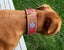 Dog Collar Carved & Painted with Large Brass Fittings Carousel 10
