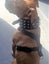 DOG COLLAR 3" WIDE GENUINE REAL LEATHER - FREE SHIPPING Carousel 2