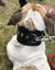 DOG COLLAR 3" WIDE GENUINE REAL LEATHER - FREE SHIPPING Carousel 6