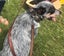 DOG COLLAR WESTERN STYLE, REAL LEATHER XMED & LARGE Carousel 8